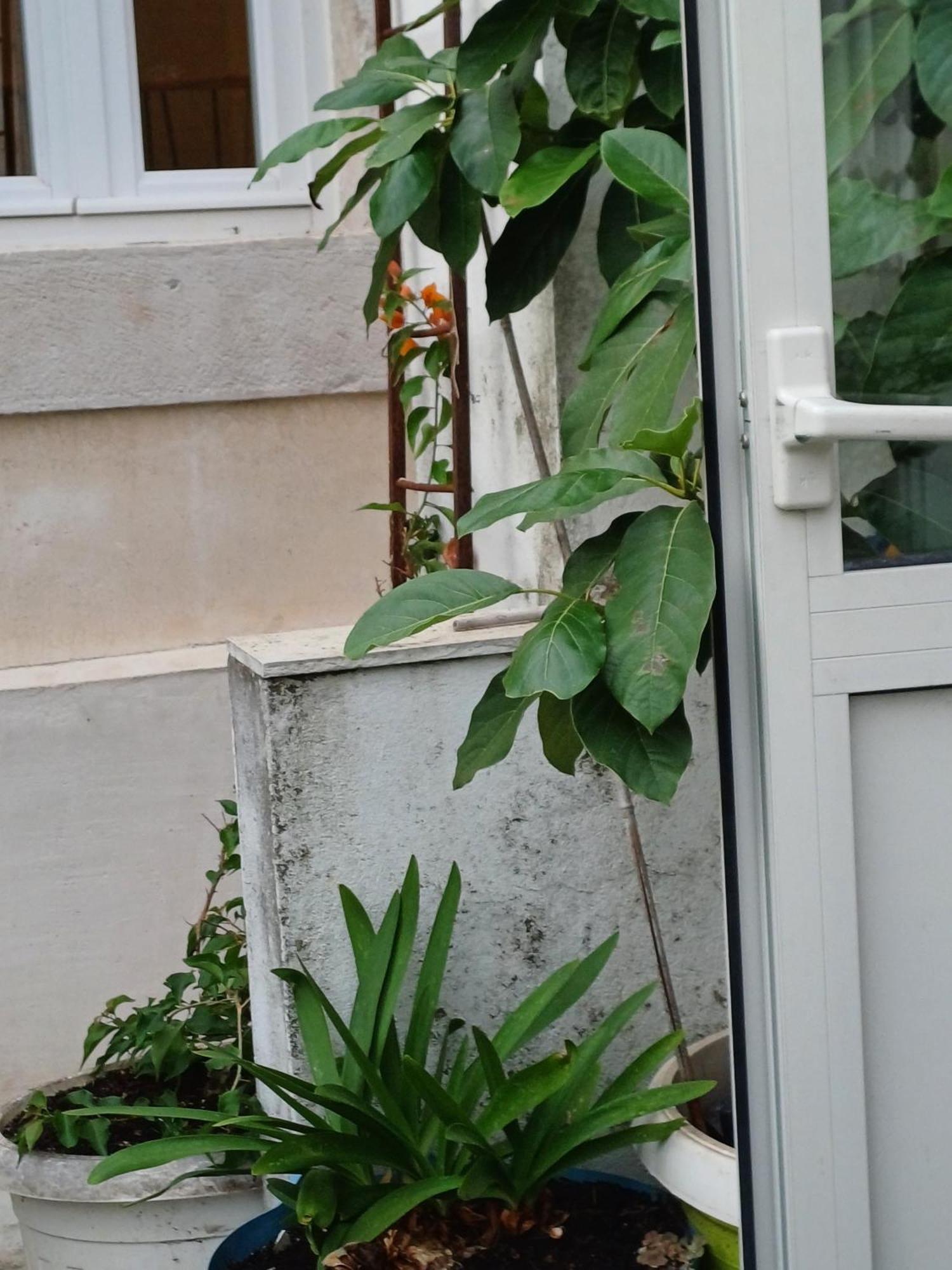 Guest House Jungher Korčula Екстериор снимка