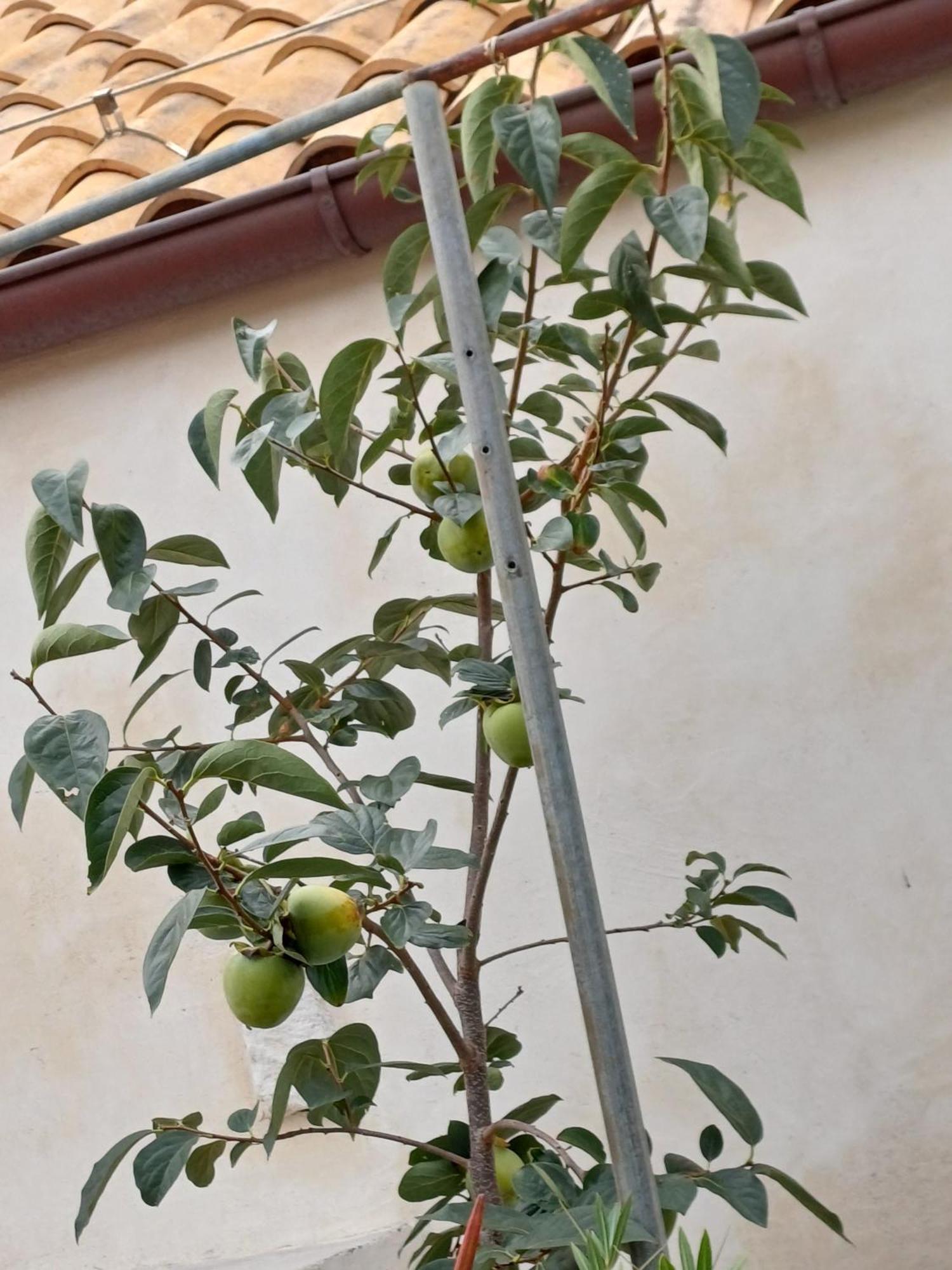 Guest House Jungher Korčula Екстериор снимка
